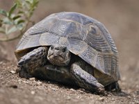 Testudo graeca 10, Moorse landschildpad, Saxifraga-Tom Heijnen