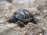 Testudo hermanni 10, Griekse Landschildpad, Saxifraga-Henk Baptist