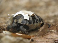 Testudo hermanni 12, Griekse Landschildpad, Saxifraga-Henk Baptist