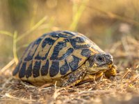 Hermann's tortoise (Testudo hermanni) in Dry Grass Environment, Italy, Europe  Hermann's tortoise (Testudo hermanni) is one of five tortoise species traditionally placed in the genus Testudo : animal, background, biology, carapace, endangered, environment, european, fauna, graeca, grass, greek, green, habitat, head, herbivore, hermann, hermanni, hermanns, ibera, italian, italy, landscape, macro, mediterranean, natural, nature, patience, pet, protected, protective, reptile, shell, slow, slowly, solid, spain, speed, terrestrial, testudo, threatened, tortoise, tortoises, turtle, turtoise, tuscany, white, wild, wildlife, yellow