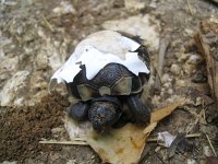 Testudo hermanni 9, Griekse Landschildpad, Saxifraga-Henk Baptist