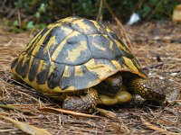 Testudo hermanni hermanni 7, Westelijke Griekse landschildpad, Saxifraga-Ed Stikvoort