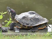 Trachemys scripta elegans 3, Roodwangschildpad, Saxifraga-Luuk Vermeer