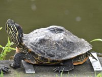 Trachemys scripta elegans 5, Roodwangschildpad, Saxifraga-Luuk Vermeer