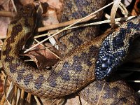 Vipera berus 83, Adder, Saxifraga-Hans Dekker