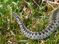 Vipera berus 84, Adder, Saxifraga-Hans Dekker