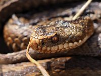 Vipera berus 90, Adder, Saxifraga-Hans Dekker