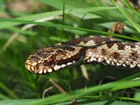 Vipera berus 93, Adder, Saxifraga-Hans Dekker