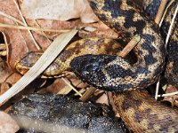 Vipera berus 85, Adder, Saxifraga-Hans Dekker