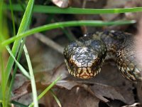 Vipera berus 86, Adder, Saxifraga-Hans Dekker