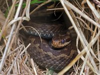 Vipera berus 95, Adder, Saxifraga-Hans Dekker