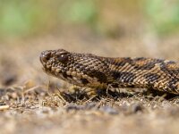Rock Viper (Vipera xanthina) portrait  Portrait of the Rock Viper, Coastal Viper or Ottoman viper (Vipera xanthina) : Europe, Greece, adult, animal, basking, behavior, close up, close-up, crawl, crawling, creep, creeping, eye, fauna, foraging, head, heath, heathland, hunting, least concern, looking at camera, low angle view, macro, may, moor, moorland, one animal, portrait, profile, reptile, resting, side view, skin, spring, springtime, vegetation, worm's-eye view