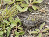 Zootoca vivipara 49, Levendbarende hagedis, Saxifraga-Willem van Kruijsbergen