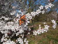 Aglais urticae 112, Kleine vos, on Prunus in spring, Saxifraga-Kars Veling