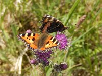 Aglais urticae 115, Kleine vos, on Cirsium, Saxifraga-Kars Veling