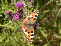 Aglais urticae 117, Kleine vos, on Cirsium, Saxifraga-Kars Veling