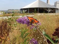 Aglais urticae 119, Kleine vos, on Buddleja, Saxifraga-Kars Veling