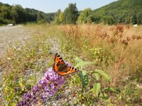 Aglais urticae 120, Kleine vos, on Buddleja, Saxifraga-Kars Veling