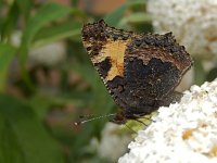 Aglais urticae 121, Kleine vos, on Buddleja, Saxifraga-Kars Veling