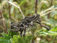 Aglais urticae 129, Kleine vos, nest of caterpillars, Saxifraga-Kars Veling