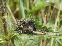 Aglais urticae 131, Kleine vos, nest of caterpillars, Saxifraga-Kars Veling