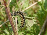 Aglais urticae 134, Kleine vos, caterpillars, Saxifraga-Kars Veling