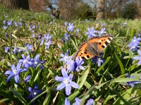 Aglais urticae 138, Kleine vos, on Scilla, Saxifraga-Kars Veling