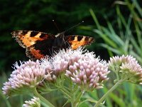 Aglais urticae 143, Kleine vos, on Eupatorium cannabinum, Saxifraga-Kars Veling