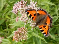 Aglais urticae 144, Kleine vos, on Eupatorium cannabinum, Saxifraga-Kars Veling