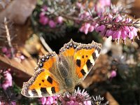 Aglais urticae 148, Kleine vos, on Erica carnea, Saxifraga-Kars Veling