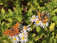 Aglais urticae 150, Kleine vos, on Aster, Saxifraga-Kars Veling