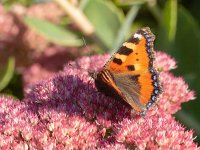 Aglais urticae 154, Kleine vos, op Sedum telephium, Saxifraga-Kars Veling