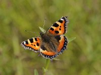 Aglais urticae 52, Kleine vos, Saxifraga-Luuk Vermeer