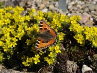 Aglais urticae 54, Kleine vos, Saxifraga-Luuk Vermeer