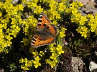 Aglais urticae 55, Kleine vos, Saxifraga-Luuk Vermeer