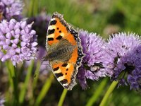 Aglais urticae 56, Kleine vos, Saxifraga-Luuk Vermeer