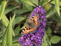 Aglais urticae 60, Kleine vos, Saxifraga-Willem van Kruijsbergen