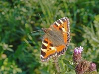 Aglais urticae 71, Kleine vos, on Cirsium arvense, Saxifraga-Kars Veling