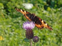 Aglais urticae 74, Kleine vos, on Cirsium arvense, Saxifraga-Kars Veling