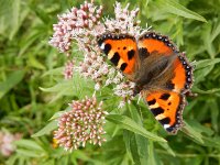 Aglais urticae 77, Kleine vos, on Eupatorium cannabinum, Saxifraga-Kars Veling