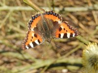 Aglais urticae 82, Kleine vos, after hibernation on willow catkins, Saxifraga-Kars Veling