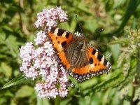 Aglais urticae 83, Kleine vos, on Valeriana officinalis, Saxifraga-Kars Veling