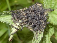 Aglais urticae 92, Kleine vos, nest of caterpillars, Saxifraga-Kars Veling