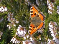 Aglais urticae 96, Kleine vos, on Erica carnea, Saxifraga-Kars Veling