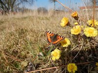 Aglais urticae 97, Kleine vos, after hibernation on Tussilago farfara, Saxifraga-Kars Veling