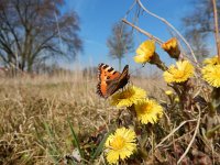 Aglais urticae 98, Kleine vos, after hibernation on Tussilago farfara, Saxifraga-Kars Veling