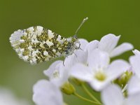 Anthocharis cardamines 114, Oranjetipje, Saxifraga-Tom Heijnen