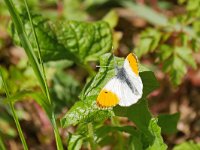 Anthocharis cardamines 115, Oranjetipje, Saxifraga-Tom Heijnen