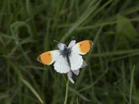 Anthocharis cardamines 117, Oranjetipje, Saxifraga-Willem van Kruijsbergen