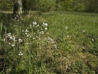 Anthocharis cardamines 31, Oranjetipje, habitat, NL, Noord-Brabant, Botel, De Geelders, Saxifraga-Jan van der Straaten